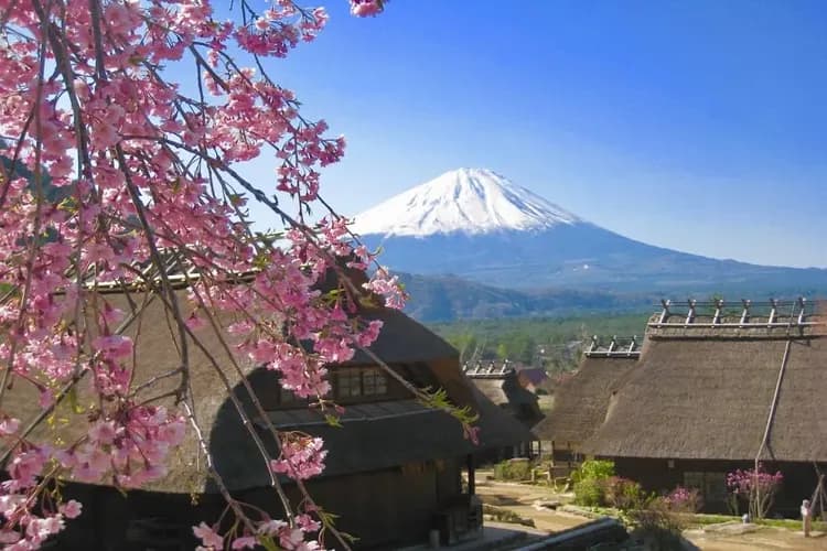 写真提供:西湖いやしの里根場-西湖合掌村(賞櫻)