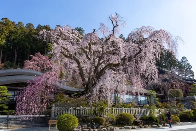 身延山(纜車+賞櫻)