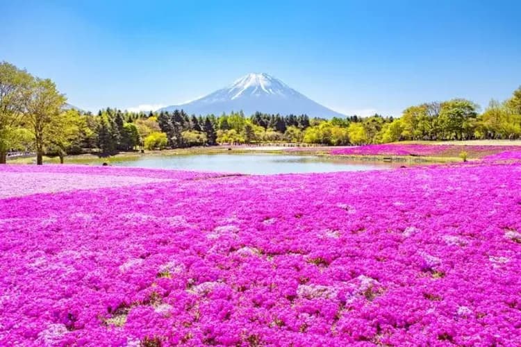 富士芝櫻公園(芝櫻地毯)