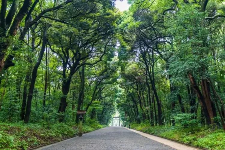 明治神宮丨日本最大木造鳥居