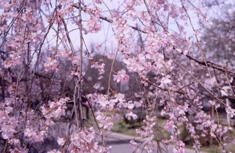 大阪城公園(賞櫻)或大阪造幣局