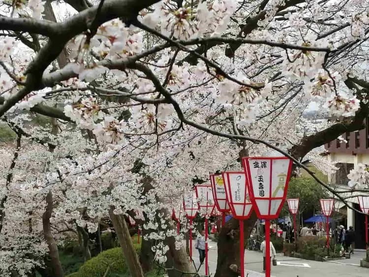 大阪城公園(賞櫻)或大阪造幣局