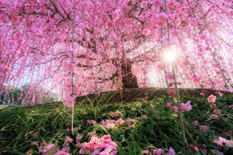 ©三重フォトギャラリー-鈴鹿之森庭園