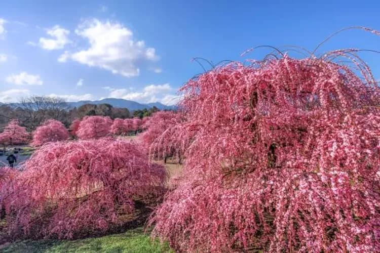 ©三重フォトギャラリー-鈴鹿之森庭園