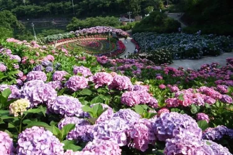 形原溫泉紫陽花祭