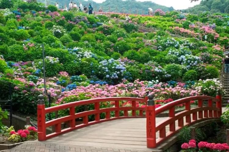 形原溫泉紫陽花祭