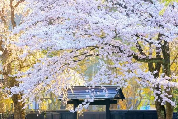 武家屋敷(櫻花百選)