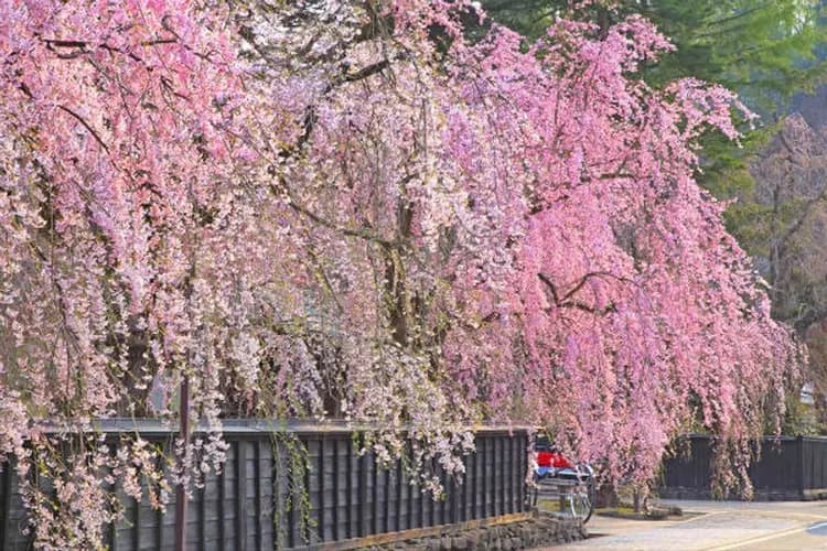 武家屋敷(櫻花百選)