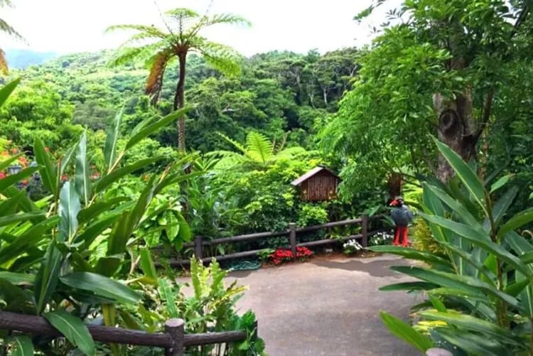 亞熱帶之森(圖片來自官網)-亞熱帶之森(恐龍主題公園)