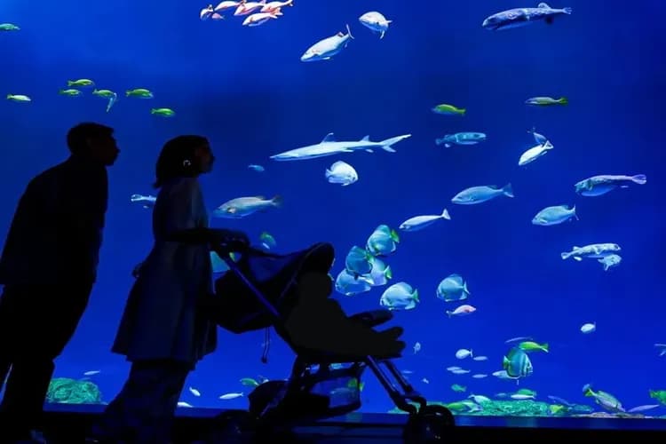 照片來源:DMM KARIYUSHI水族館官網-DMM KARIYUSHI水族館(豊崎購物商城)