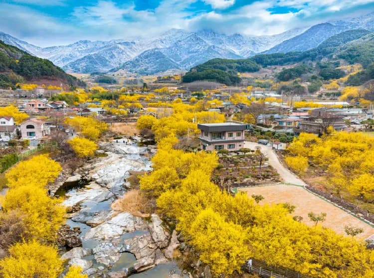 求禮山茱萸慶典場地