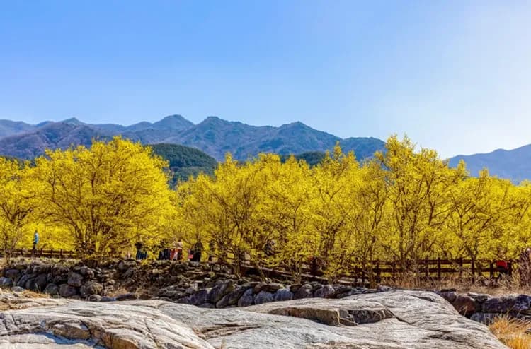 求禮山茱萸慶典場地