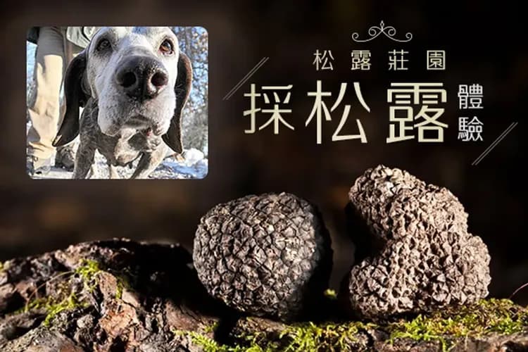 採松露體驗-義國獨特體驗