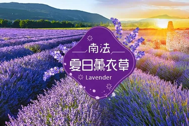 南法夏日薰衣草