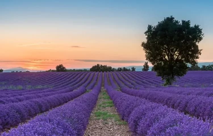 南法夏日薰衣草