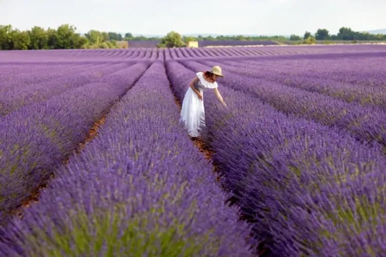 南法夏日薰衣草