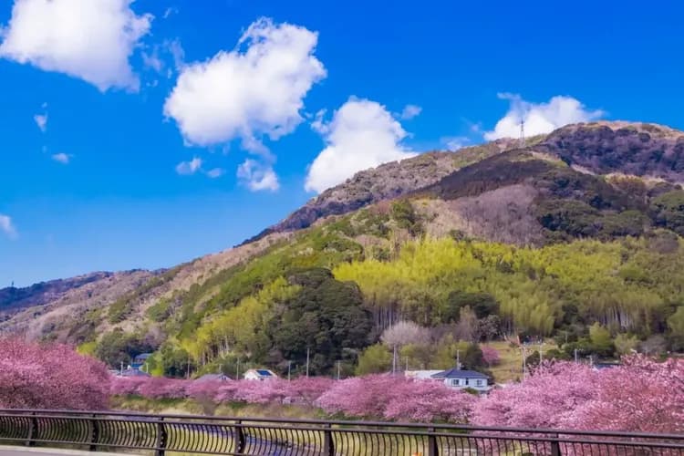 輕奢行│關東春櫻雙鐵道│伊豆河津櫻花祭.豪華列車SAPHIR踴子號.熱海MOA美術館.箱根登山電車|星野溫泉6日-17