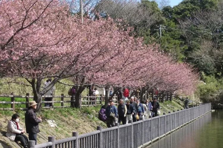 輕奢行│關東春櫻雙鐵道│伊豆河津櫻花祭.豪華列車SAPHIR踴子號.熱海MOA美術館.箱根登山電車|星野溫泉6日-15