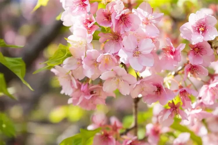 輕奢行│關東春櫻雙鐵道│伊豆河津櫻花祭.豪華列車SAPHIR踴子號.熱海MOA美術館.箱根登山電車|星野溫泉6日-5