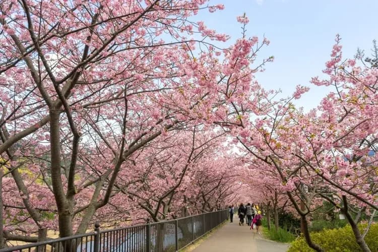 輕奢行│關東春櫻雙鐵道│伊豆河津櫻花祭.豪華列車SAPHIR踴子號.熱海MOA美術館.箱根登山電車|星野溫泉6日-18