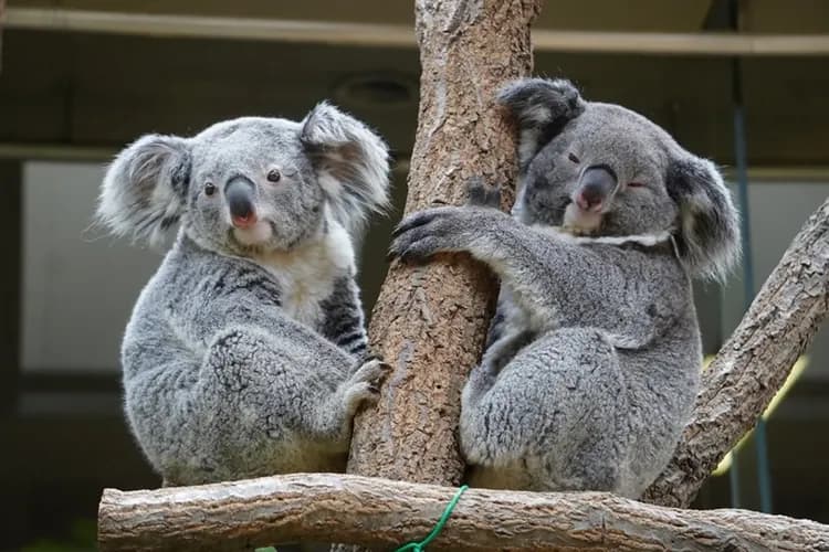 輕奢詠萬豪|關西近鐵志摩之風|三宿萬豪.米其林星宴.MIHO粉櫻隧道.櫻百選名所.伊勢溫泉雅旅|5日-8
