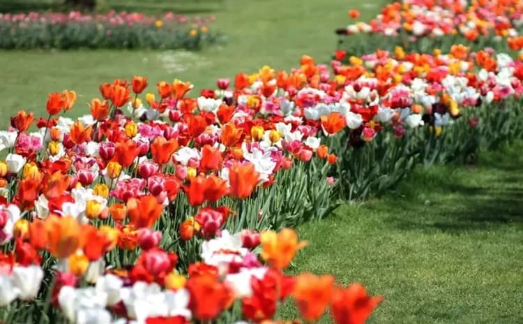 西古爾塔花園,Verona,南歐最美花園,鬱金香花園,Parco Giardino Sigurtà