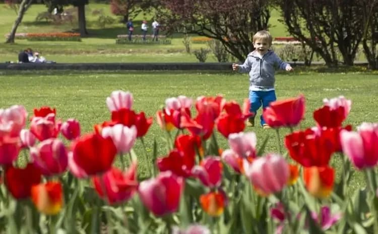 西古爾塔花園,Verona,南歐最美花園,鬱金香花園,Parco Giardino Sigurtà