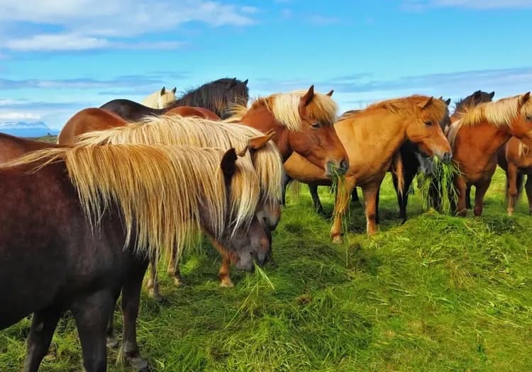 冰島旅遊, 冰島馬