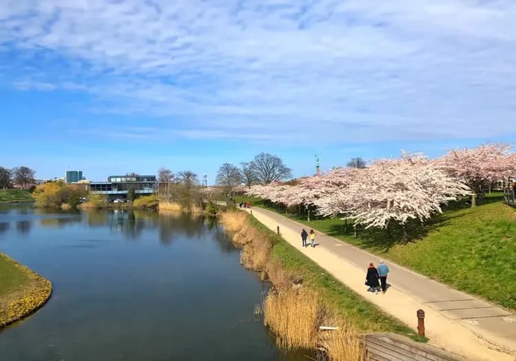 朗格麗尼公園櫻花