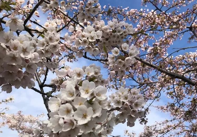 朗格麗尼公園櫻花