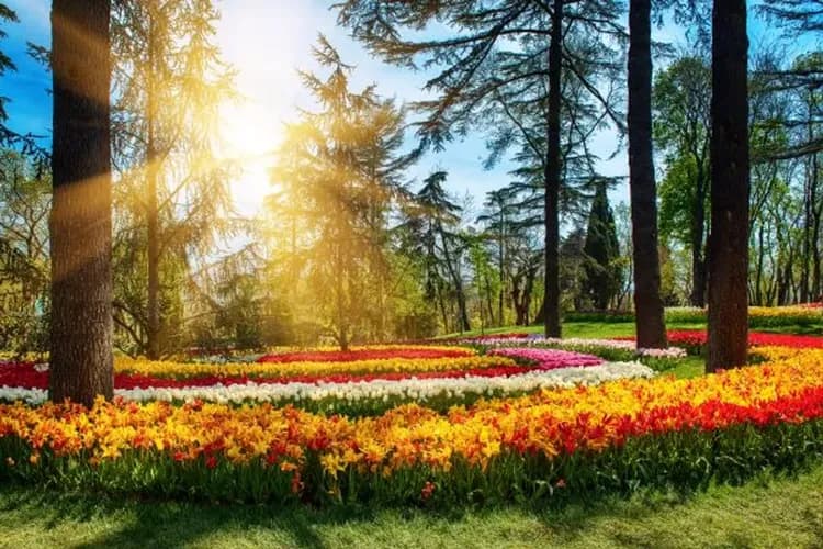 國際鬱金香花節(居爾哈尼鬱金香公園)