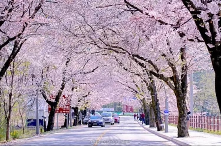 雪嶽山國立公園(纜車來回+新興寺)