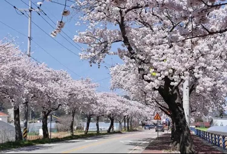 雪嶽山國立公園(纜車來回+新興寺)