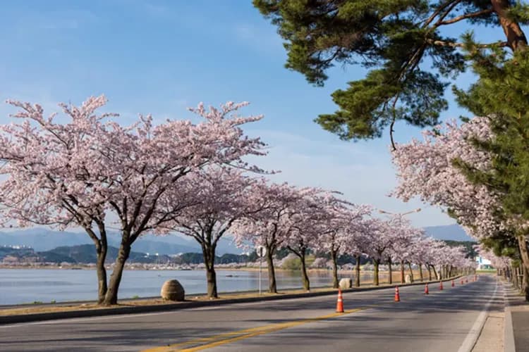 鏡浦臺環湖櫻花道+鏡浦湖(賞櫻)