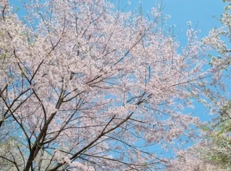 南怡島:韓劇《冬季戀歌》拍攝場景