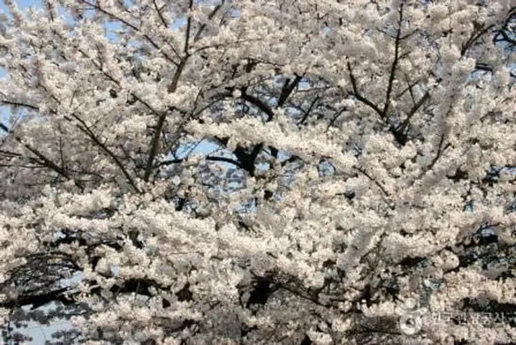 汝矣島櫻花隧道