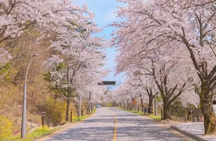 雪嶽山國立公園(纜車來回+新興寺)