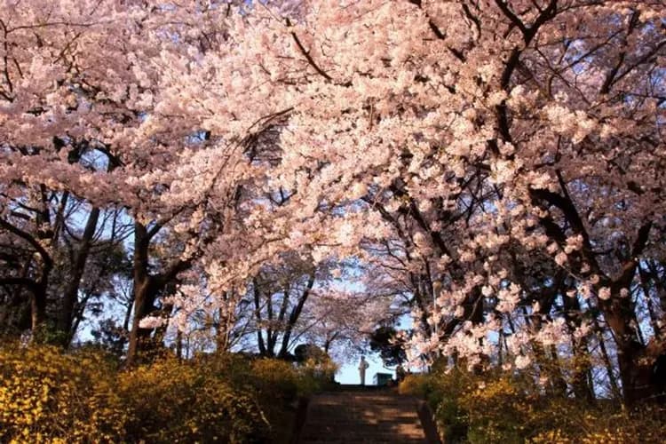 賞櫻-最夯賞櫻景點