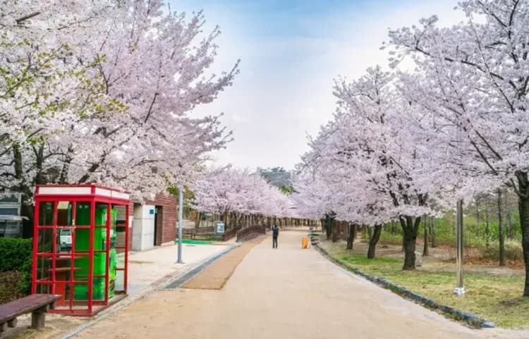 首爾林公園(賞櫻)