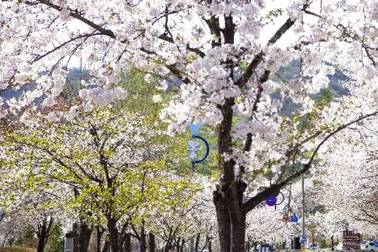 賞櫻-最夯賞櫻景點