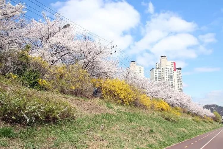 櫻花步道-最夯賞櫻景點