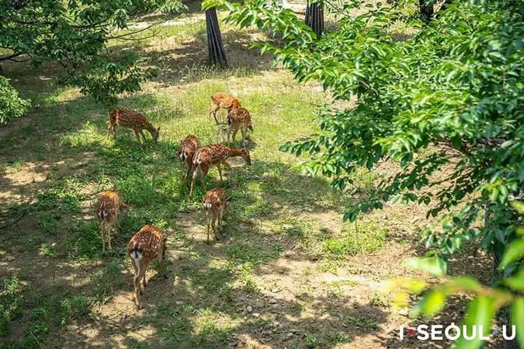 首爾林公園(賞櫻)