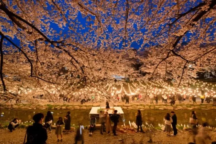 蔚山無去川櫻花路-蔚山賞櫻必去