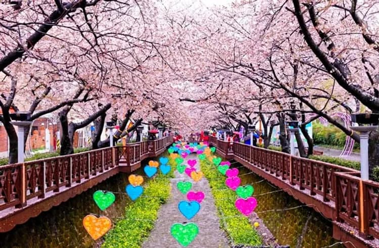 鎮海櫻花祭(韓國最大的櫻花慶典)