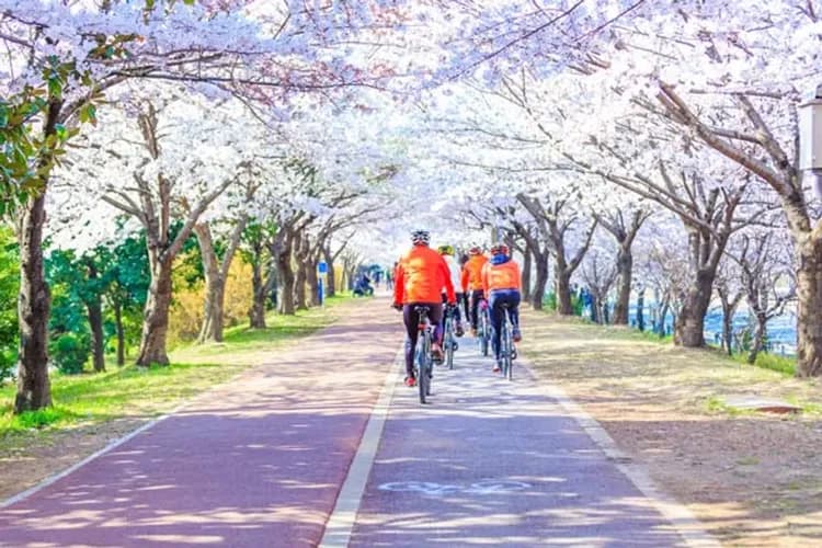 釜慶櫻繽紛~鎮海櫻花祭、極限挑戰體驗、水營江遊艇、樂華茲設計旅店五日-5
