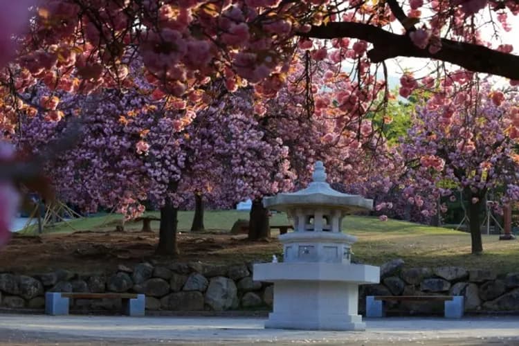 佛國寺櫻花-世界文化遺產