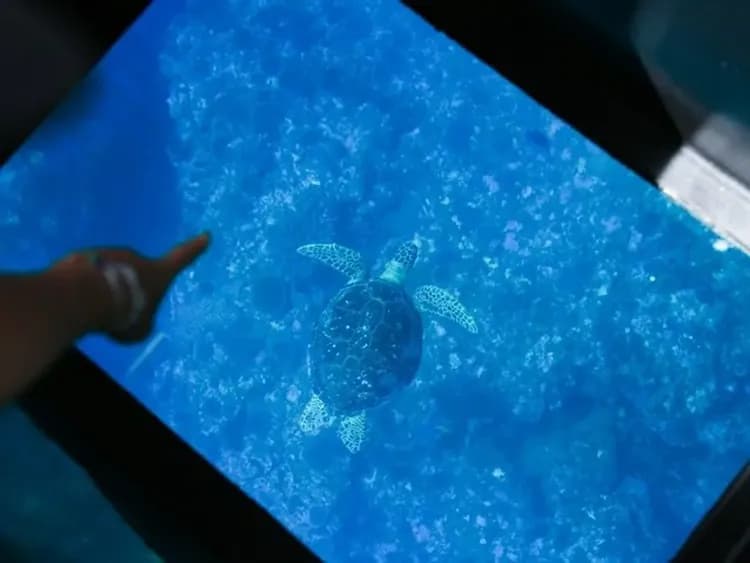 【石垣島川平灣】玻璃船遊覽|含船票+免費停車場|可選班次-8