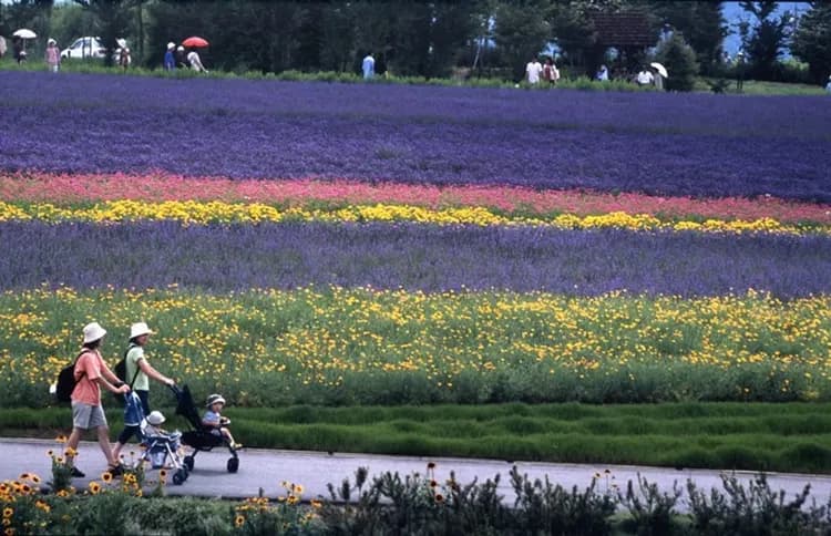 北陸旅遊|台灣虎航名古屋|立山雪牆物語~立山黑部.仙境上高地.伊勢神宮.伊勢龍蝦美食溫泉六日|保住白川結之庄|高雄來回-7