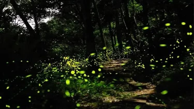 夜訪星空螢河(哥打丁宜保護區)