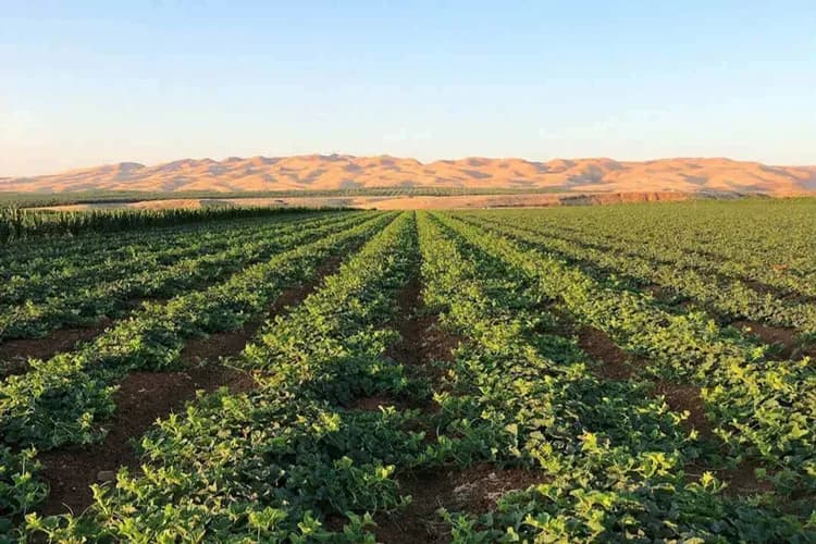 美西三城喜迎春~NBA球賽體驗、兩大國家公園、五大私房秘境、瘋玩環球影城10日-12